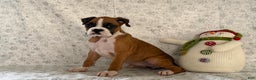 Boxer dogs for sale: Shelby - Ad 1