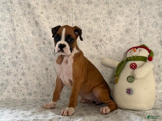 Boxer dogs Shelby - Ad 23