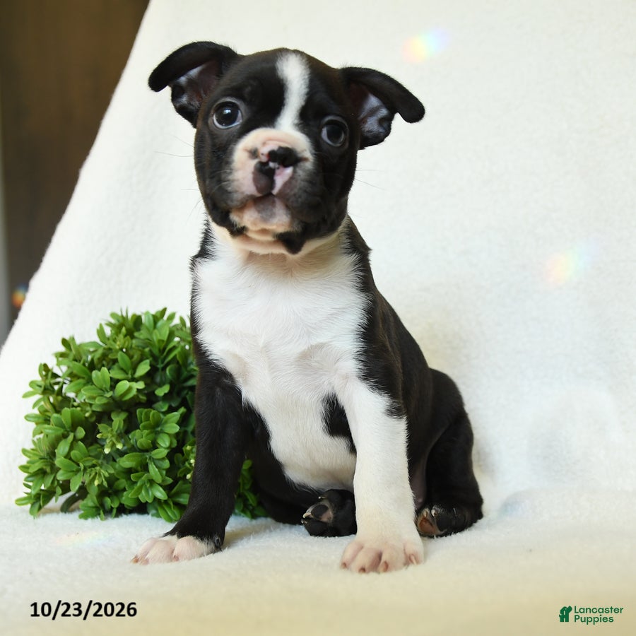Boston Terrier dogs for sale: Gus - Ad 1