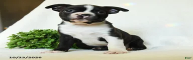 Gus