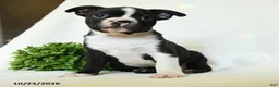 Boston Terrier dogs for sale: Gus - Ad 1
