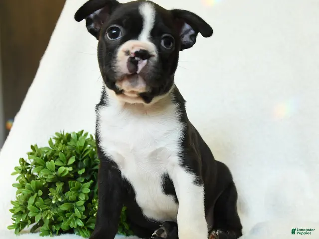 Boston Terrier dogs for sale: Gus - Ad 1