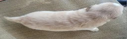 Australian Shepherd dogs for sale: Candy - Ad 5