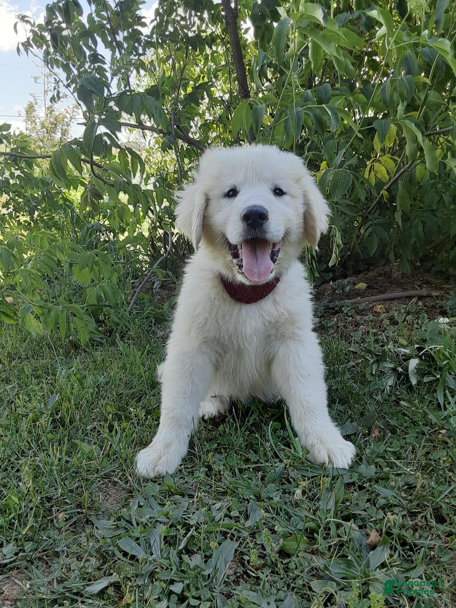 Great Pyrenees dogs Abilene - Ad 1
