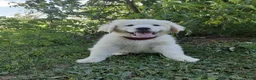 Great Pyrenees dogs for sale: Abilene - Ad 1