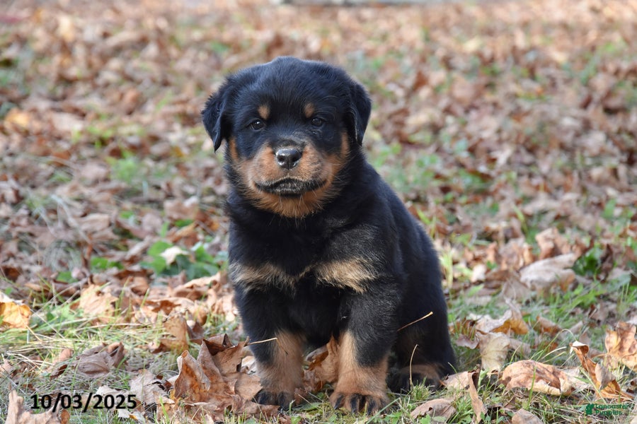 Rottweiler Puppies for sale Lancaster Puppies