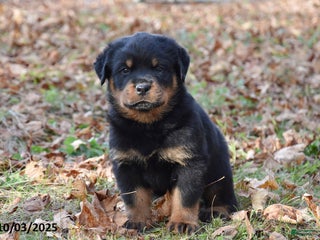 Rottweiler dogs - Ad 15