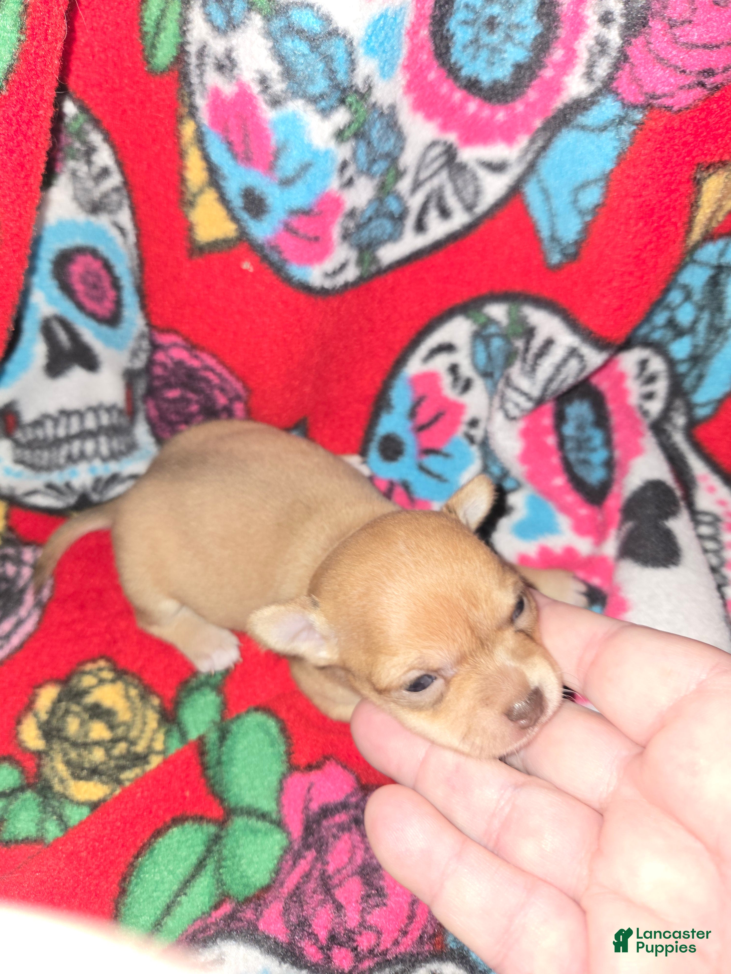 Chihuahua dogs  Cream Girl - Ad 1