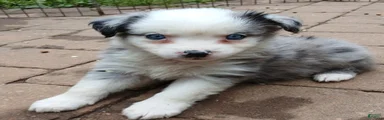 Miniature Australian Shepherd Puppy 3