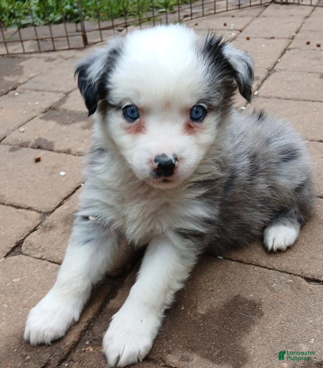 Miniature Australian Shepherd dogs for sale: Miniature Australian Shepherd Puppy 3 - Ad 1