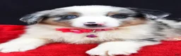 Miniature Australian Shepherd dogs for sale: Ozzy  - Ad 5