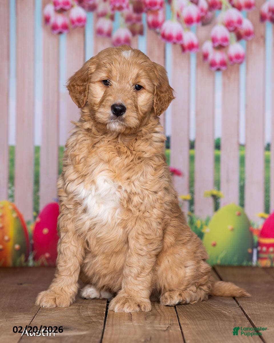 Goldendoodle dogs Austin - Ad 1