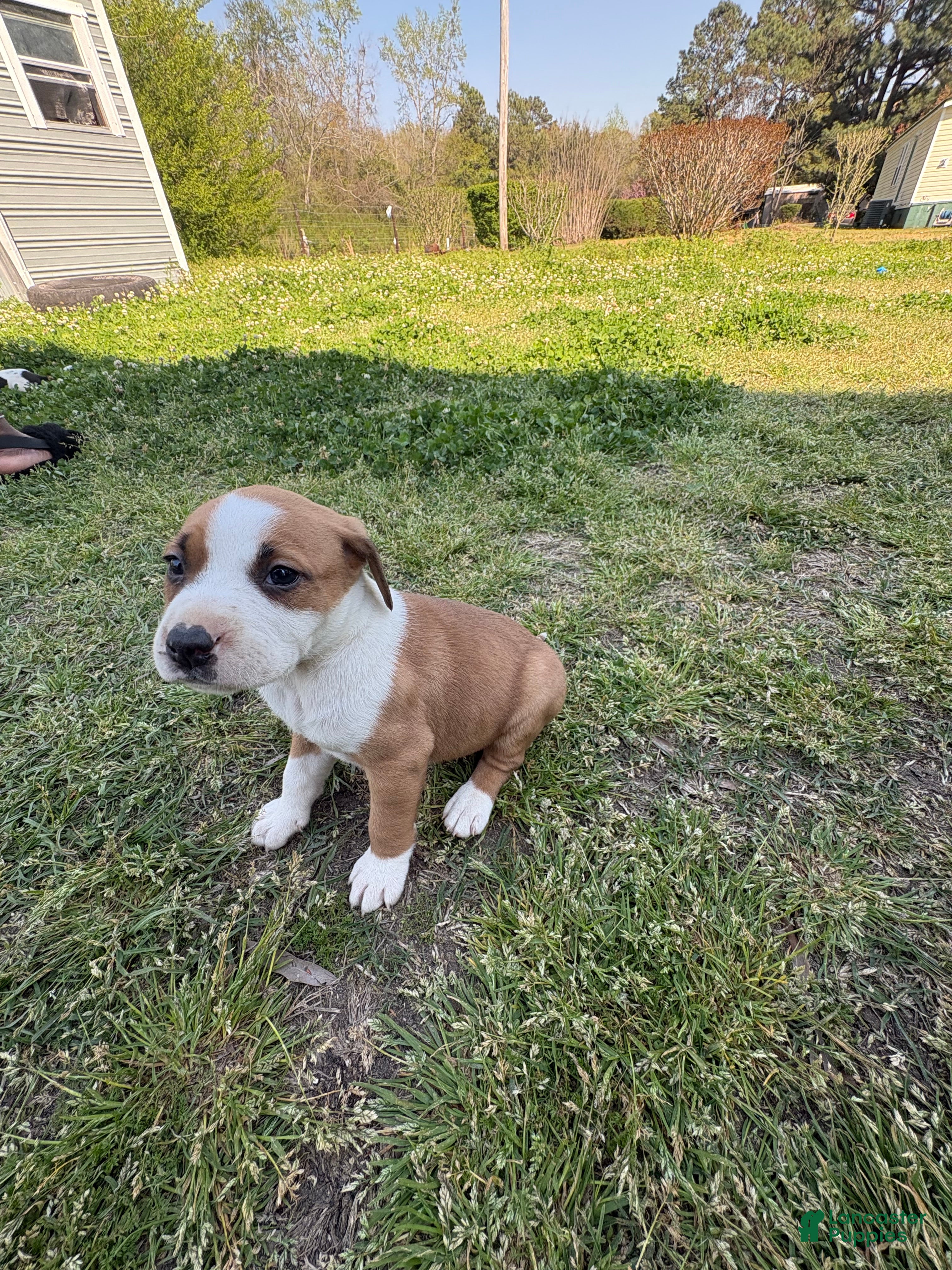 American Pit Bull Terrier dogs American Pit Bull Terrier Puppy 4 - Ad 5