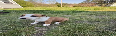 American Pit Bull Terrier Puppy 4