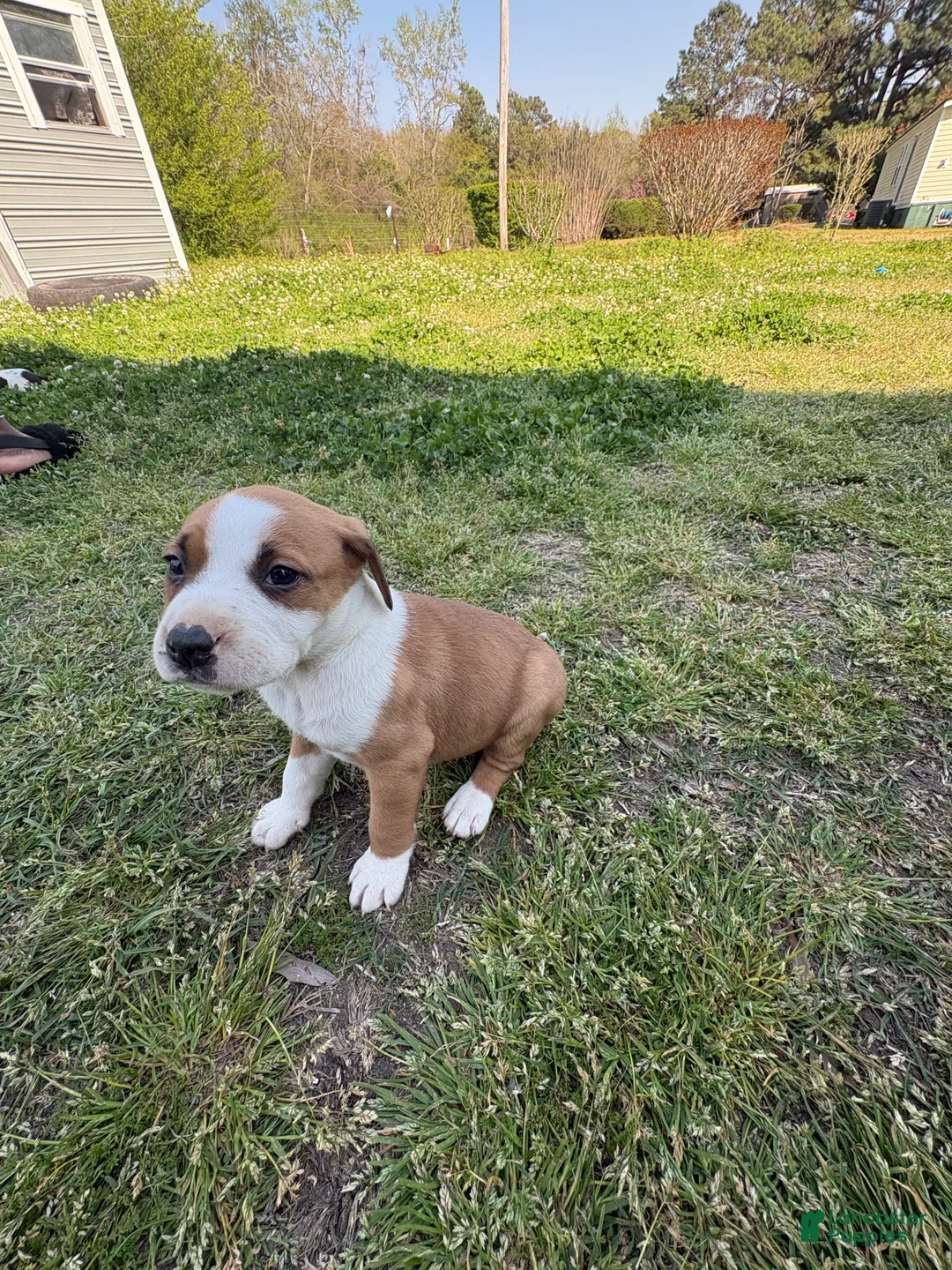 American Pit Bull Terrier dogs for sale: American Pit Bull Terrier Puppy 4 - Ad 1