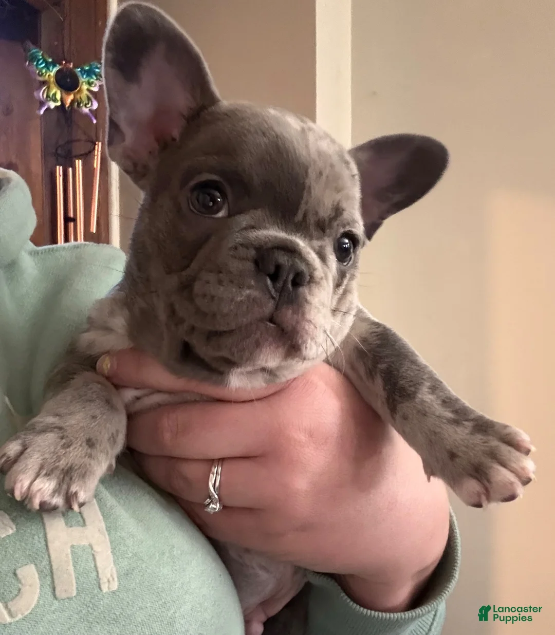 French Bulldog dogs for sale: Skyler - Ad 2