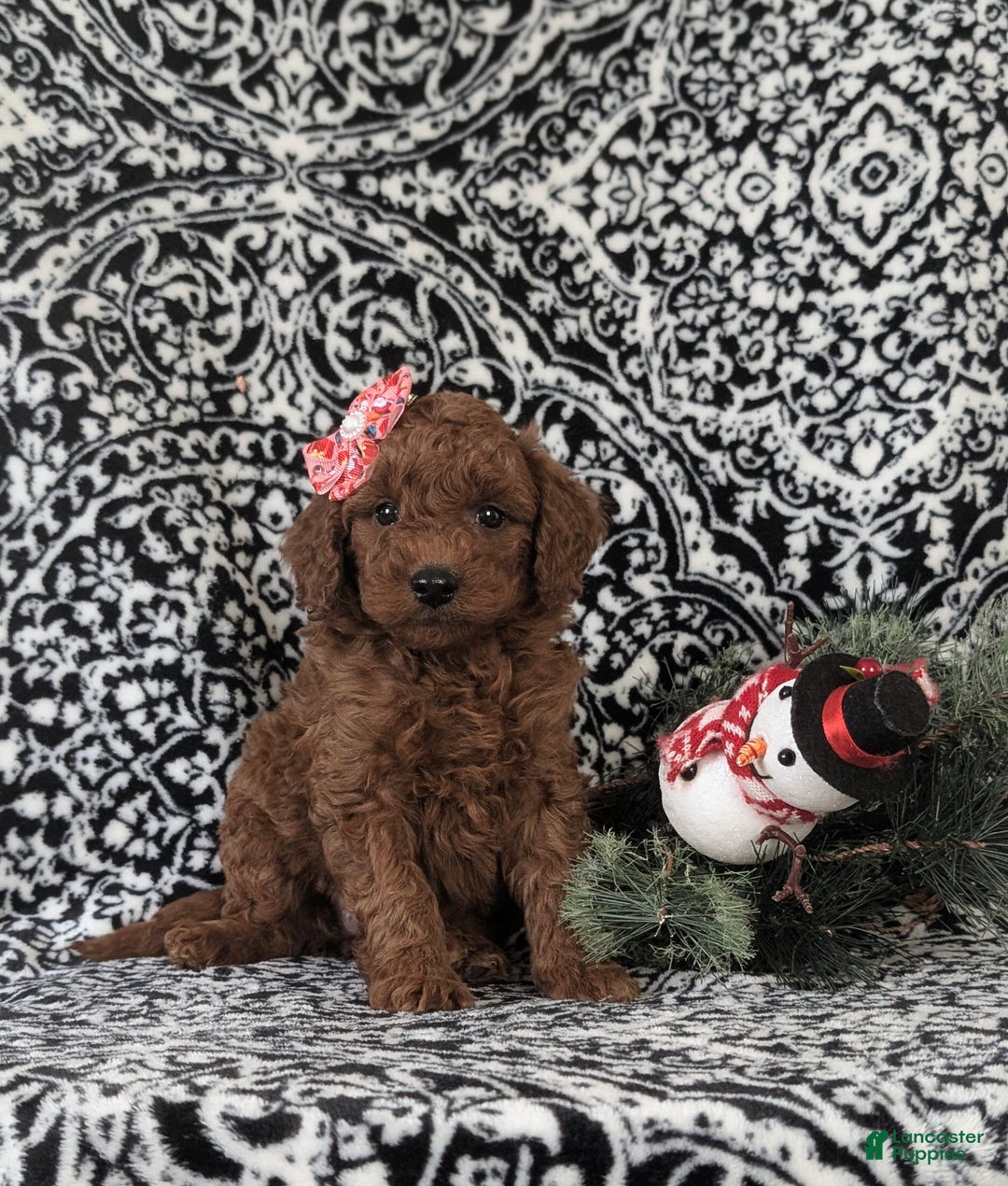 Mixed Breed dogs for sale: Charity Hypoallergenic - Ad 3