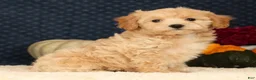 Havapoo dogs for sale: Rachel - Ad 5