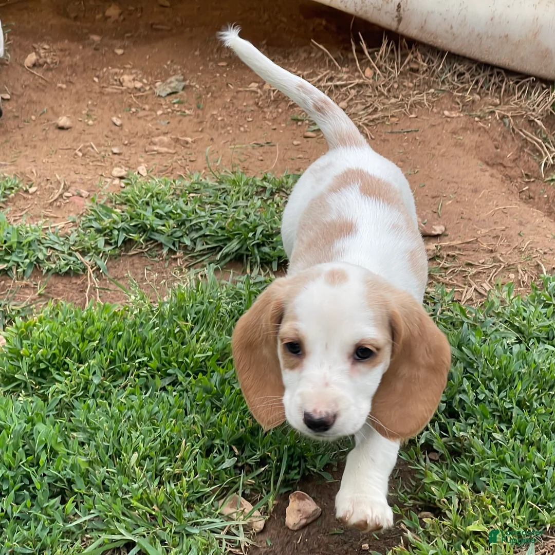 Dachshund dogs for sale: Posy - Ad 3