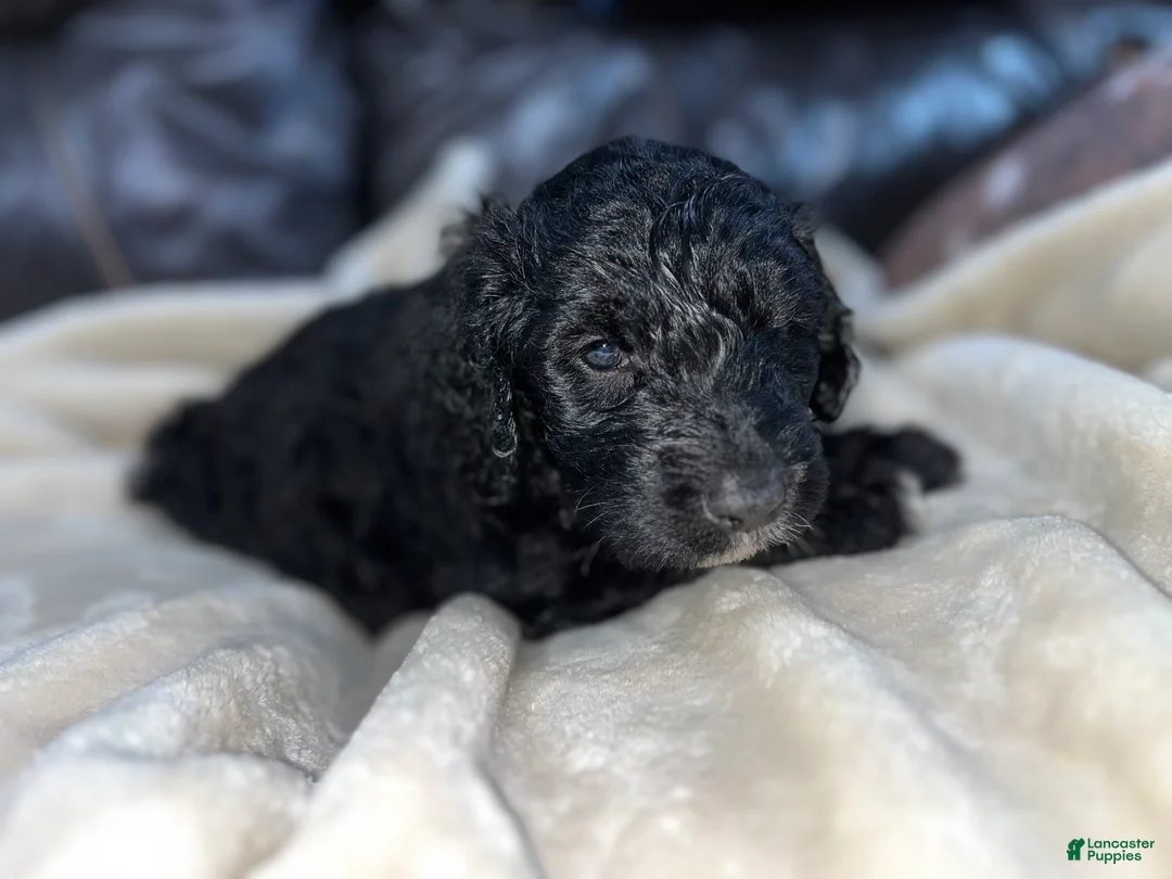 Mixed Breed dogs for sale: Boy 1 - Ad 2