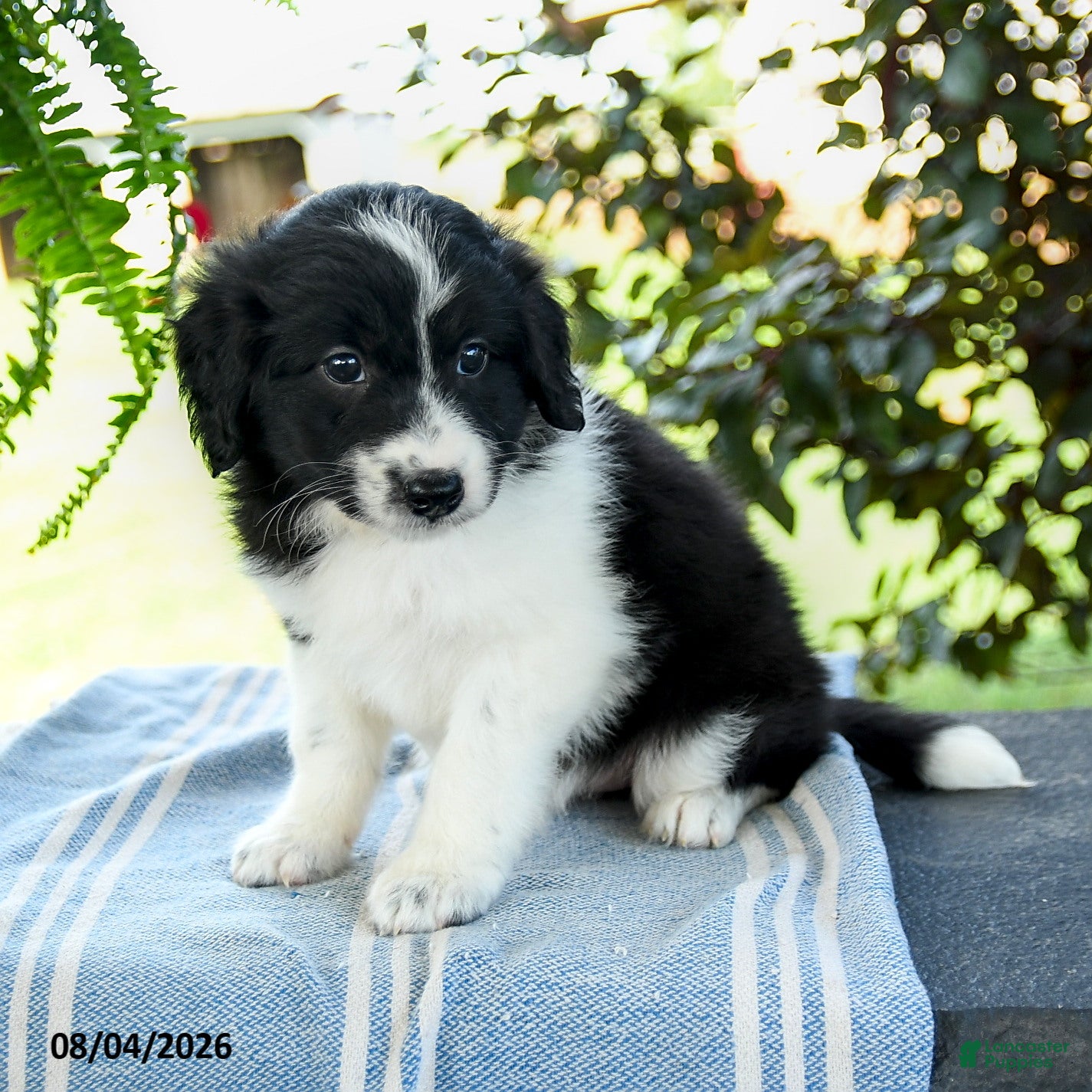 Aussiedoodle dogs Marcie - Ad 1