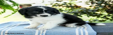 Marcie
