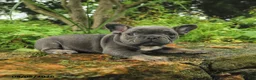 French Bulldog dogs for sale: Aina - Ad 5