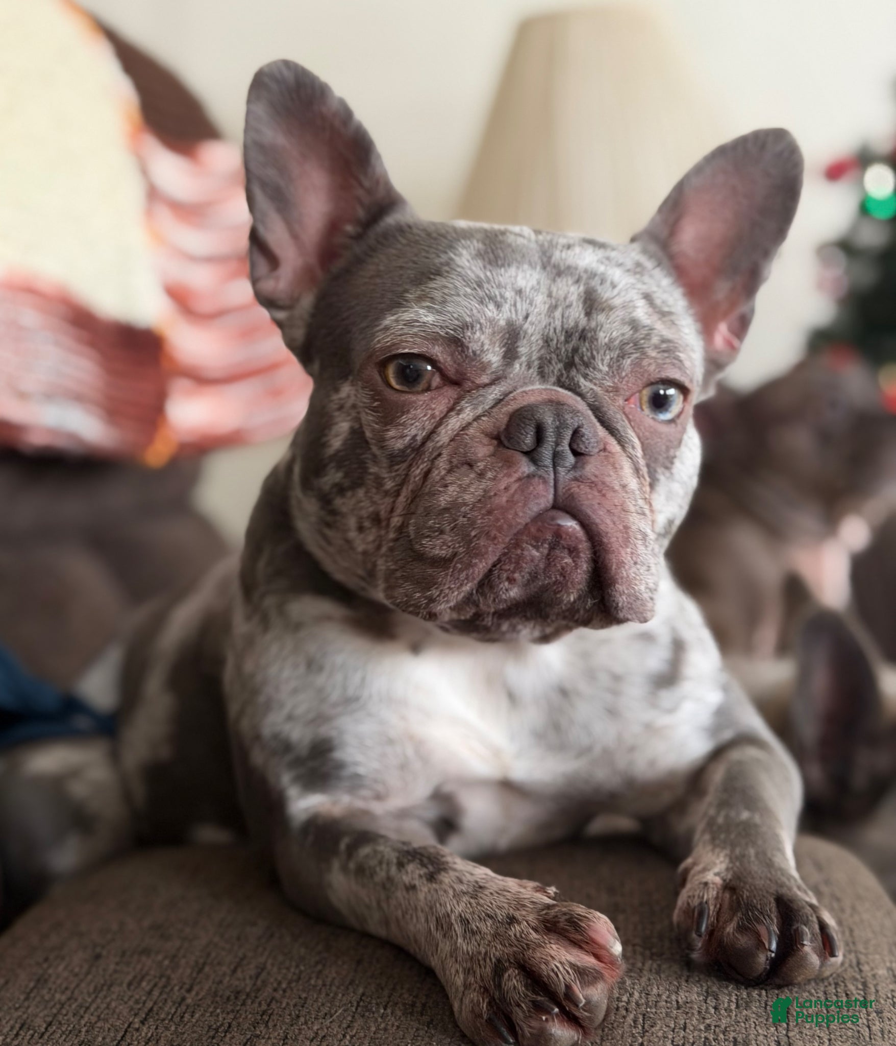 Mixed Breed dogs Zeus Merle and tan 88/12 ICA- DNA parents imported bloodline possible fluffy carrier  - Ad 2