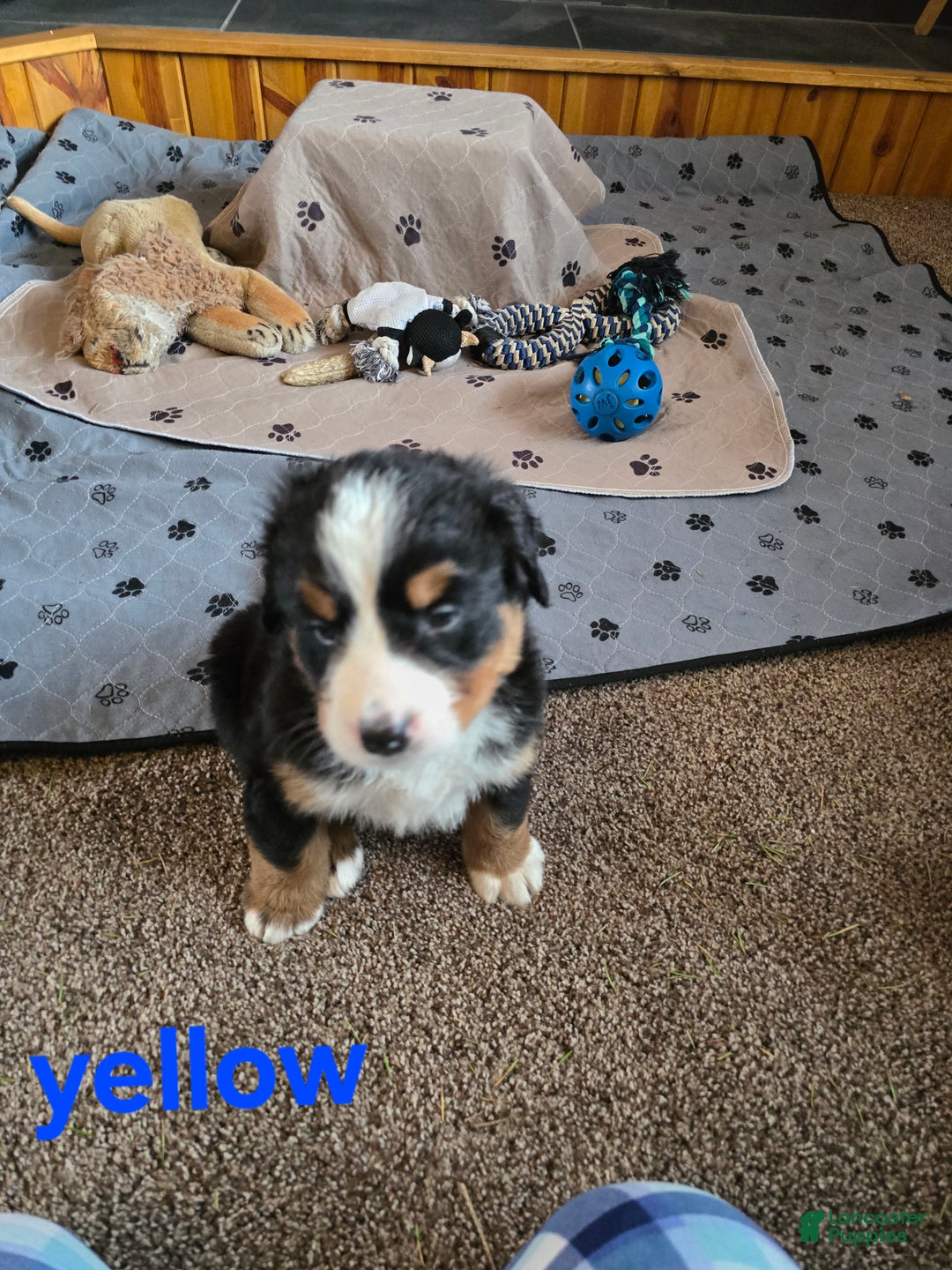 Bernese Mountain Dog dogs for sale: Red - Ad 8