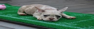 French Bulldog 3