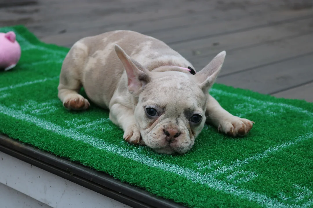 French Bulldog dogs for sale: French Bulldog 3 - Ad 1