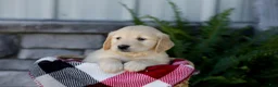 Golden Retriever dogs for sale: Bailey - Ad 1