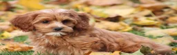 Cavapoo dogs for sale: Bryce - Ad 3