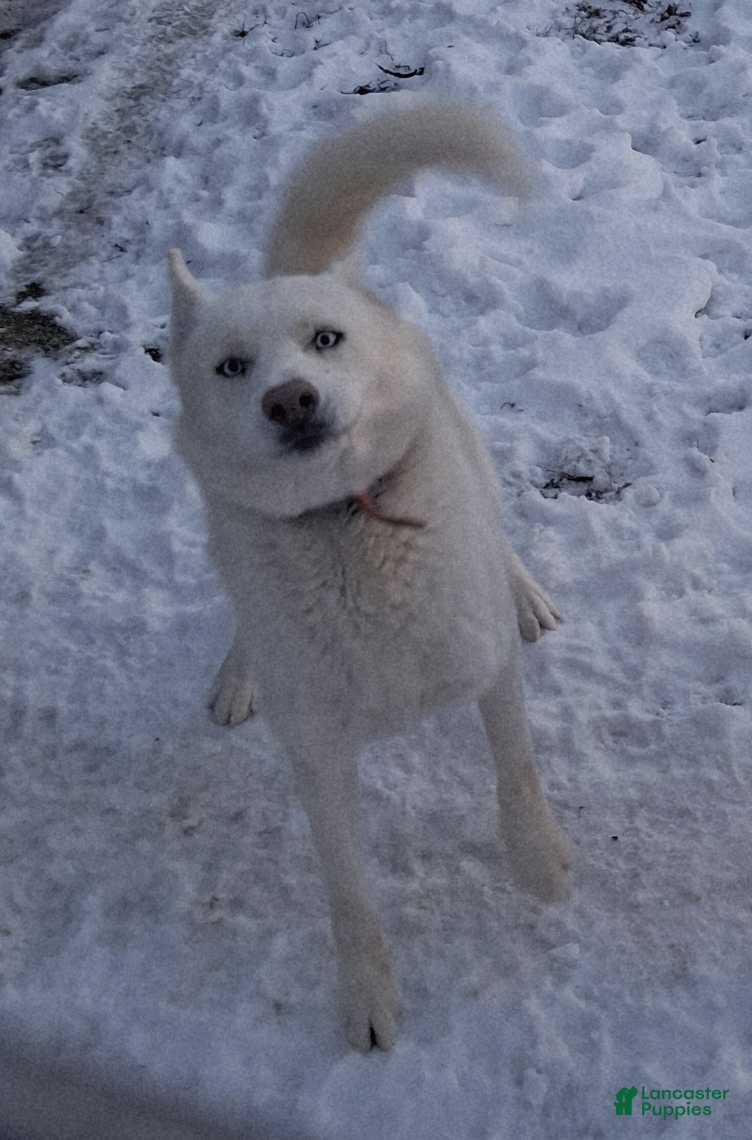 Siberian Husky dogs for sale: Duke - Ad 3