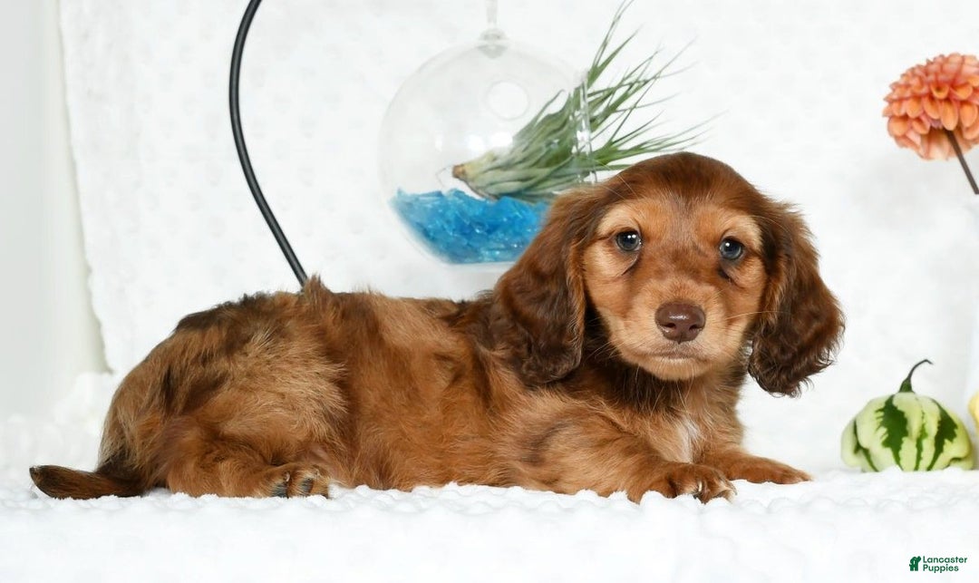 Miniature Dachshund dogs for sale: Murry - Ad 6