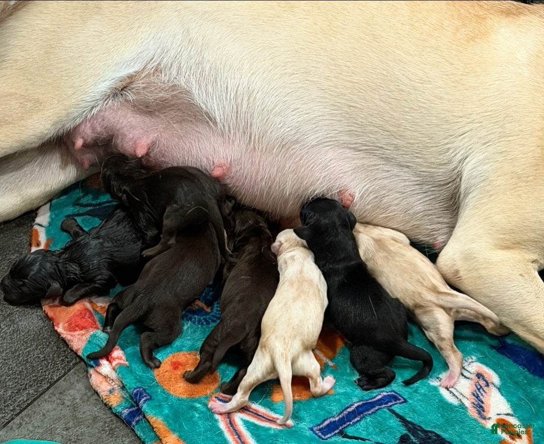 Mixed Breed dogs for sale: Carmella / Cinimini / Honey / Albany / Mini zoo / midnight - Ad 20