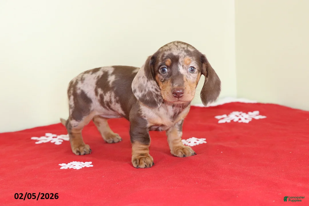 Miniature Dachshund dogs for sale: Tina - Ad 1