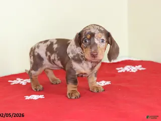 Miniature Dachshund dogs Tina - Ad 37