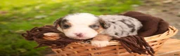 Mini Bernedoodle dogs for sale: Harvest F1 Mini Bernedoodle  - Ad 11
