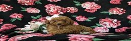 Mini Goldendoodle dogs for sale: Stefani 10 lbs full grown - Ad 7