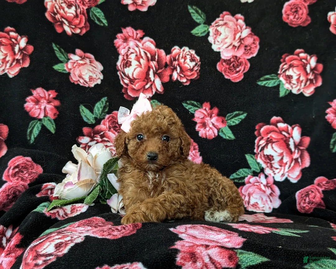 Mini Goldendoodle dogs for sale: Stefani 10 lbs full grown - Ad 7