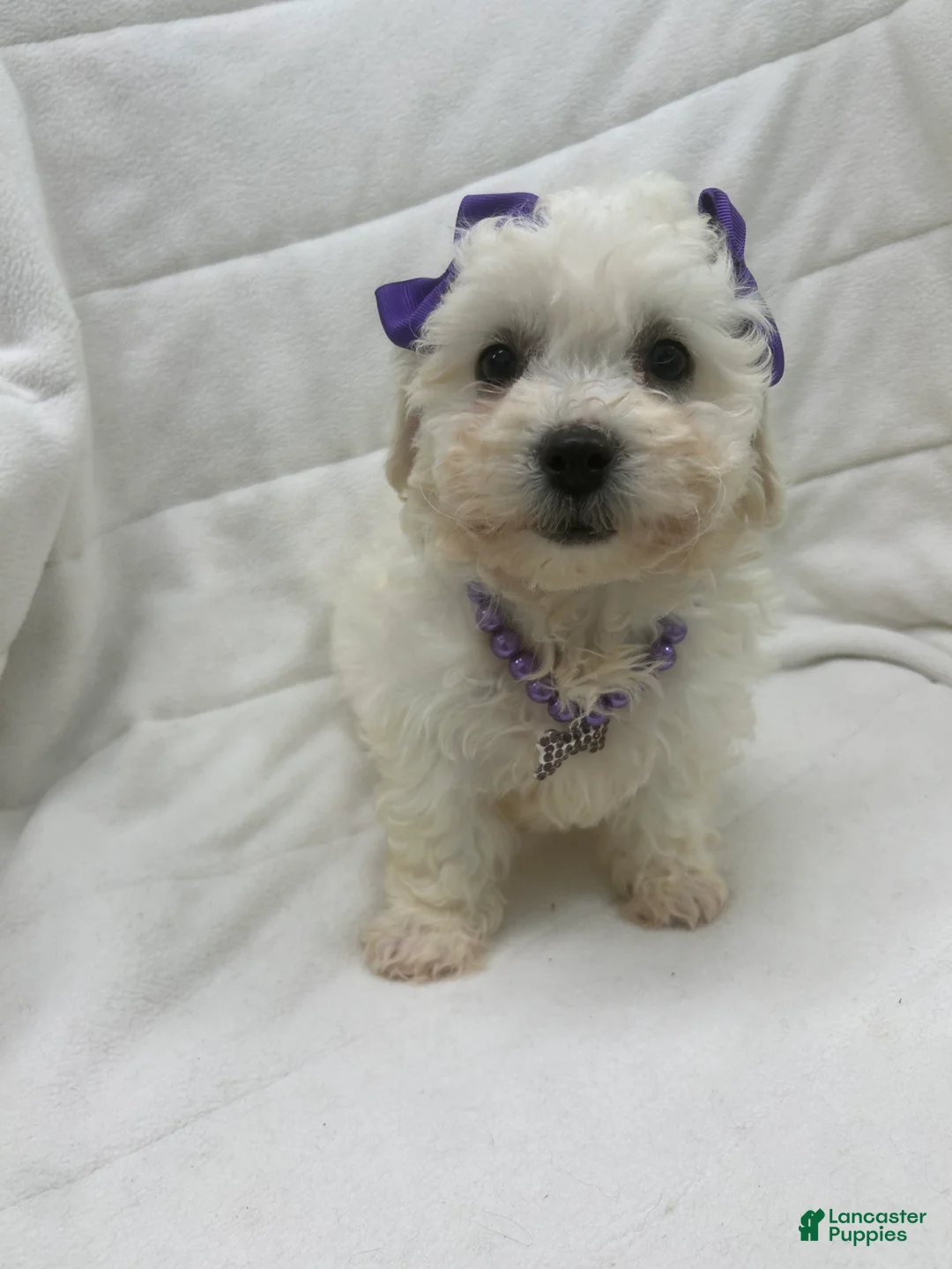 Bichon Frise dogs for sale: Bichon Frise Puppy 2 - Ad 2