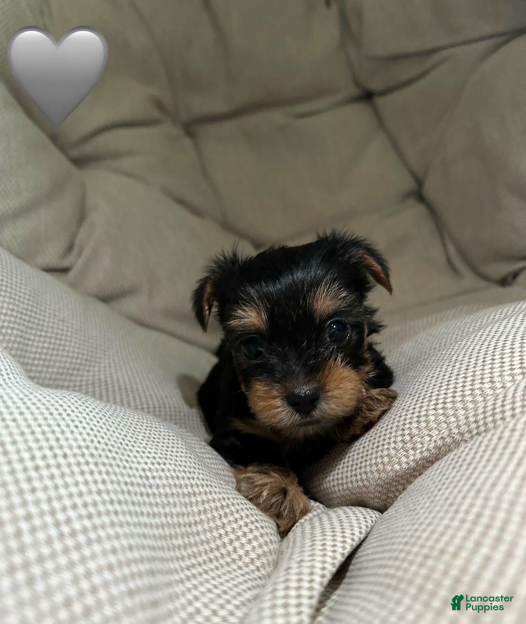 Yorkshire Terrier dogs for sale: Jamie - Ad 6