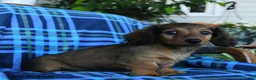 Miniature Dachshund dogs for sale: Nelson - Ad 3