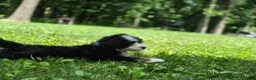Bernedoodle dogs for sale: Bernedoodle 1 - Ad 7