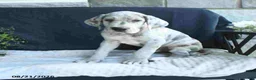 Great Dane dogs for sale: Bo  - Ad 13