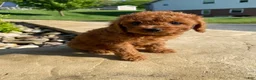 Cavapoo dogs for sale: Hazel - Ad 14