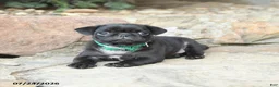 Pug dogs for sale: Pussy Willow - Ad 2