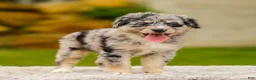 Mini Aussiedoodle dogs for sale: Harper - Ad 5