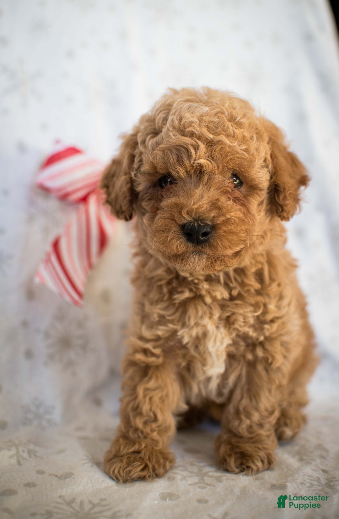 Miniature Poodle dogs for sale: Marley - Ad 5